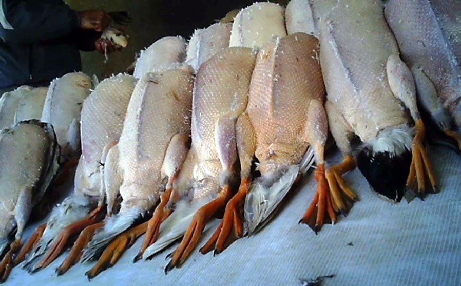 سازمان محیط زیست , 