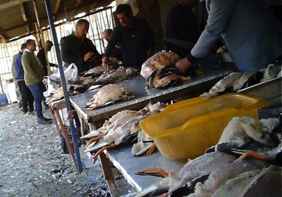 سازمان محیط زیست , 