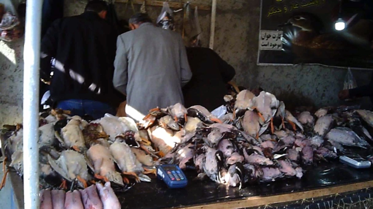 سازمان محیط زیست , 