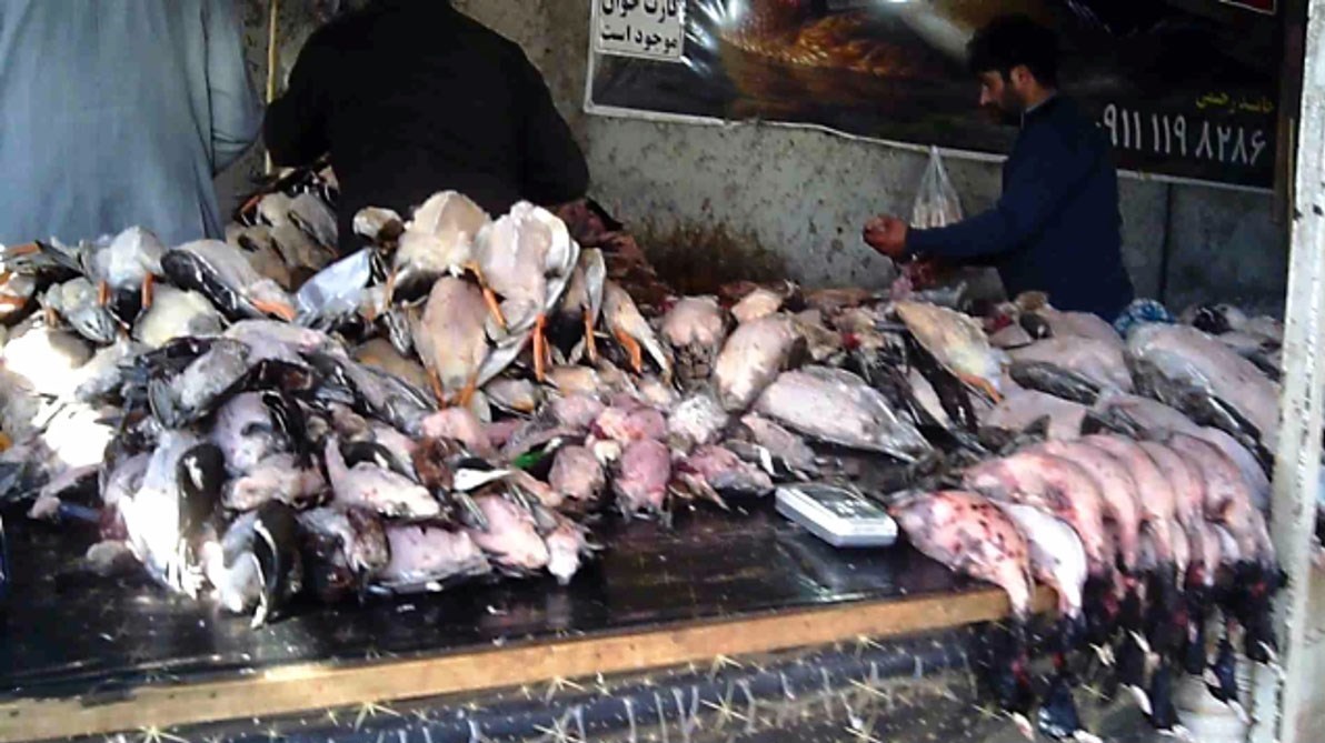 سازمان محیط زیست , 