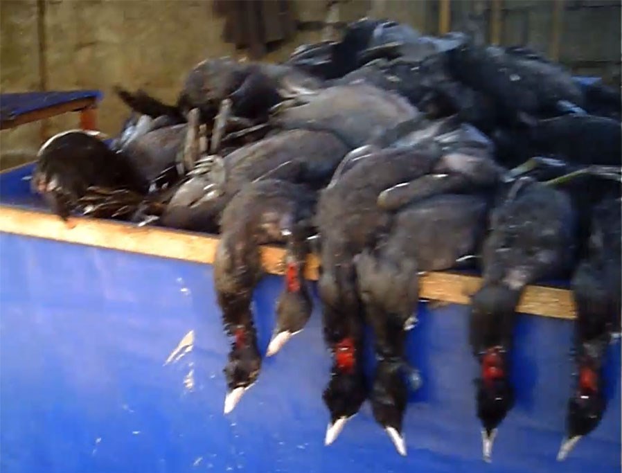 سازمان محیط زیست , 