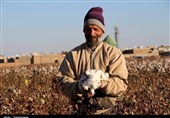 یک کشاورز نمونه: دولت سازندگی خودکفایی تولید پنبه را فلج کرد