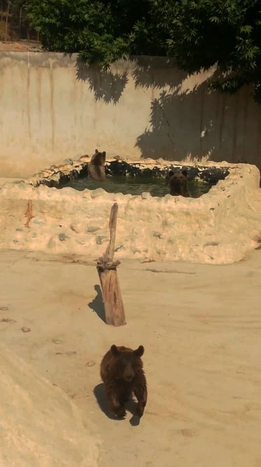 سازمان محیط زیست , 