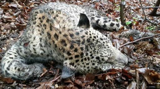 سازمان محیط زیست , 