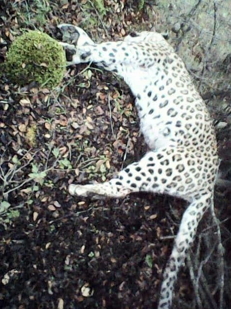 سازمان محیط زیست , 