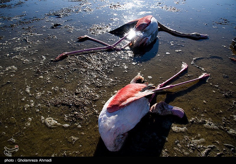 مرگ پرندگان در تالاب میانکاله