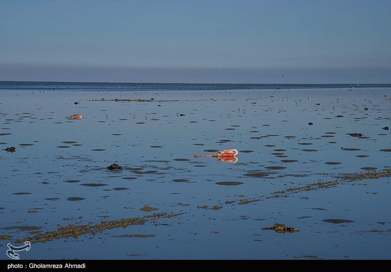مرگ پرندگان در تالاب میانکاله