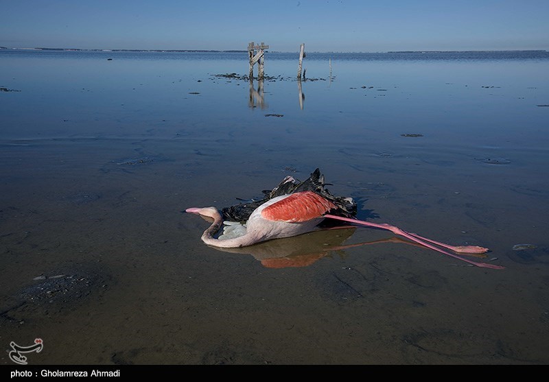 مرگ پرندگان در تالاب میانکاله