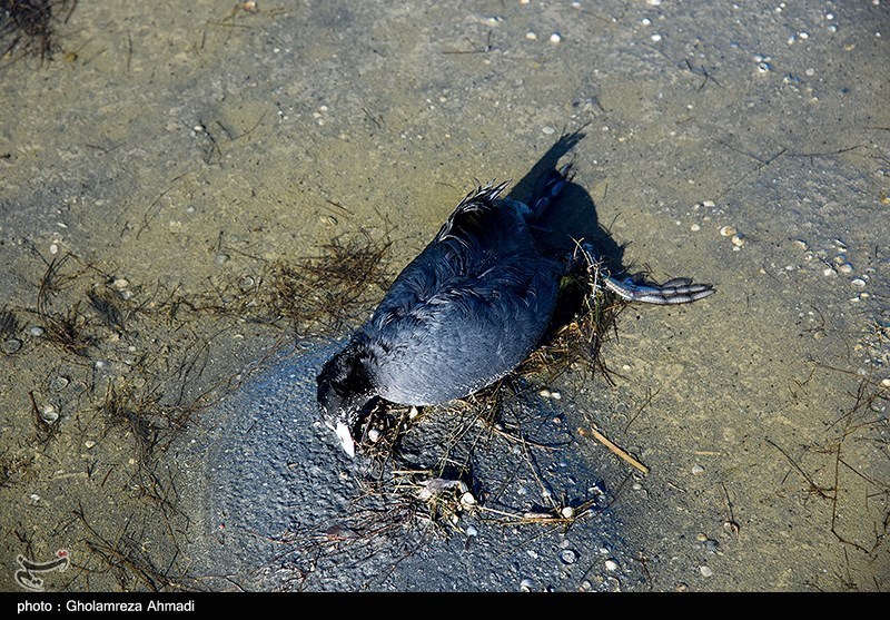 مرگ پرندگان در تالاب میانکاله