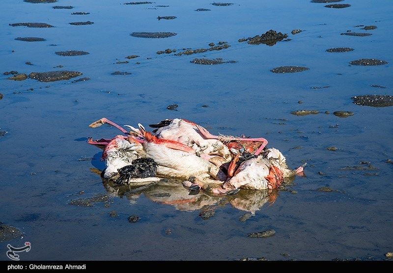 مرگ پرندگان در تالاب میانکاله
