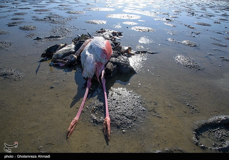 مرگ پرندگان در تالاب میانکاله