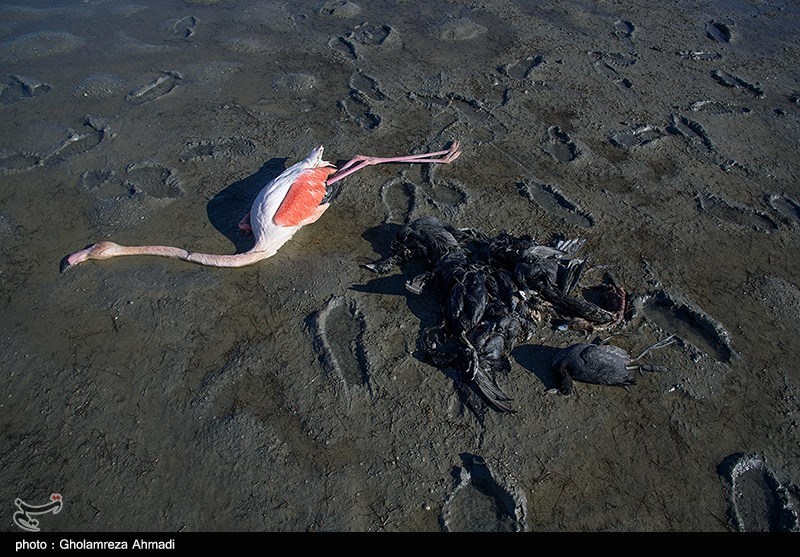 مرگ پرندگان در تالاب میانکاله