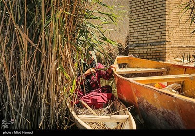 زندگی در تالاب شادگان