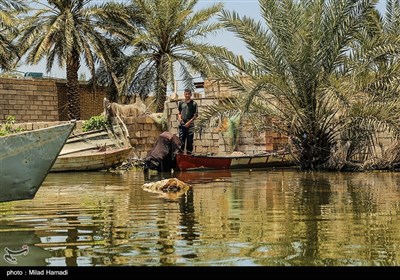 زندگی در تالاب شادگان