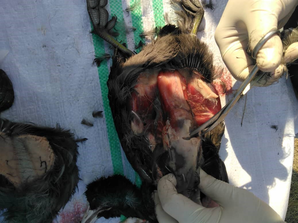 سازمان محیط زیست ,