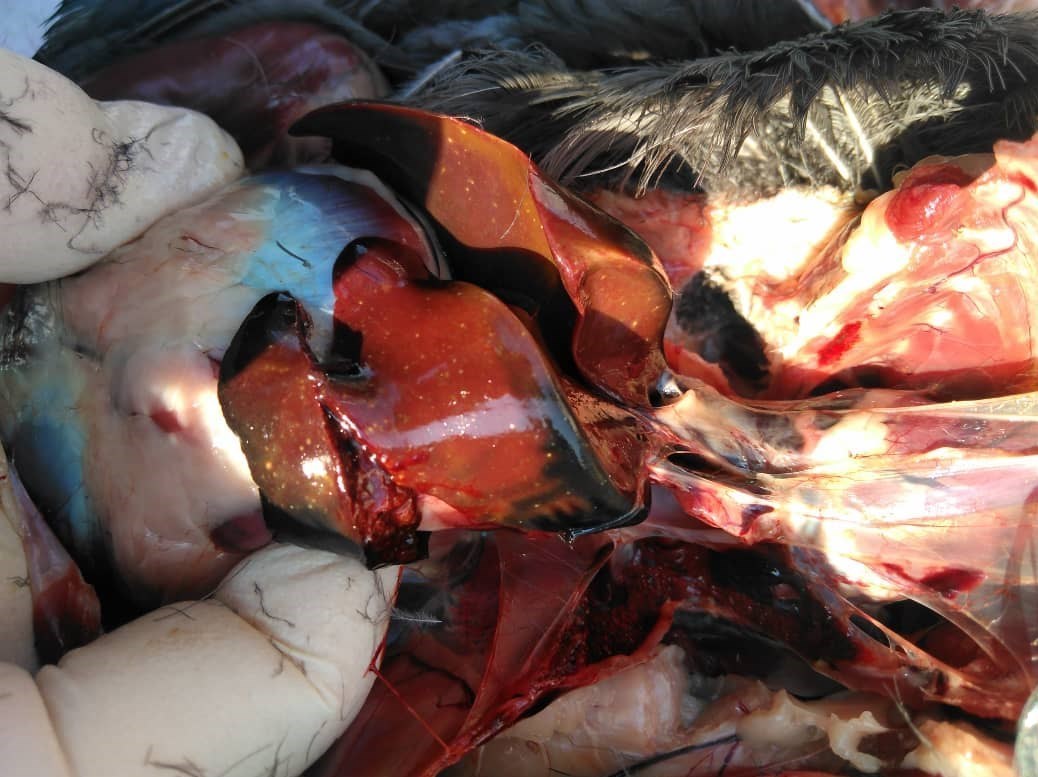 سازمان محیط زیست ,