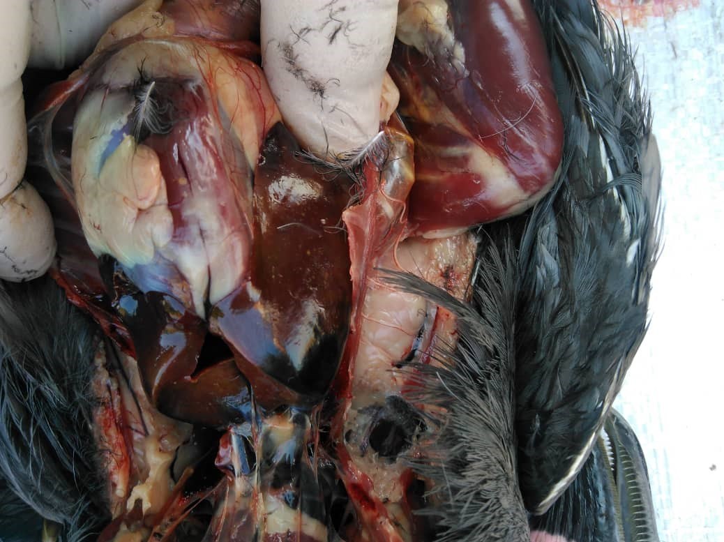 سازمان محیط زیست ,