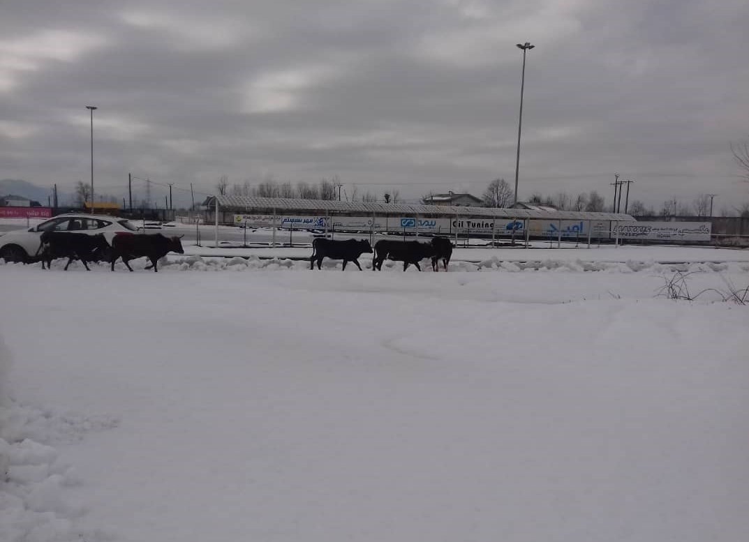 تیم فوتبال سپیدرود رشت , تیم فوتبال داماش گیلانیان , فوتبال , 