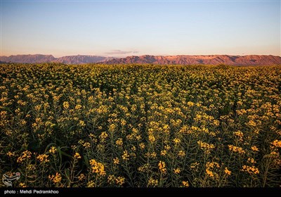 مزارع کلزا در خوزستان