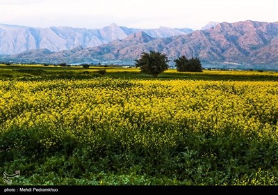 مزارع کلزا در خوزستان