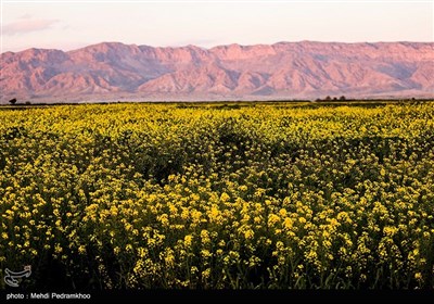 مزارع کلزا در خوزستان