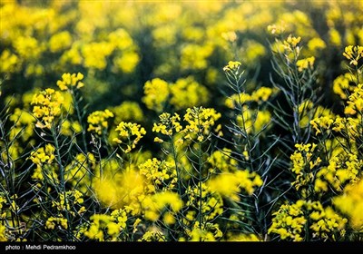 مزارع کلزا در خوزستان