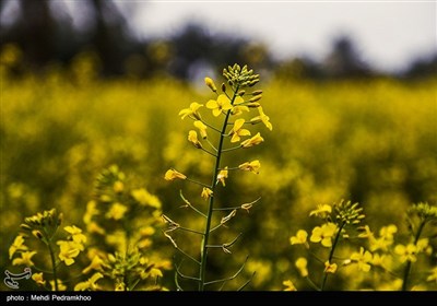 مزارع کلزا در خوزستان