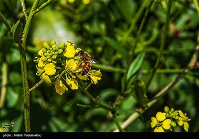مزارع کلزا در خوزستان