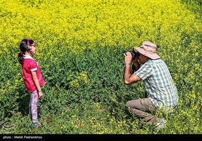 مزارع کلزا در خوزستان