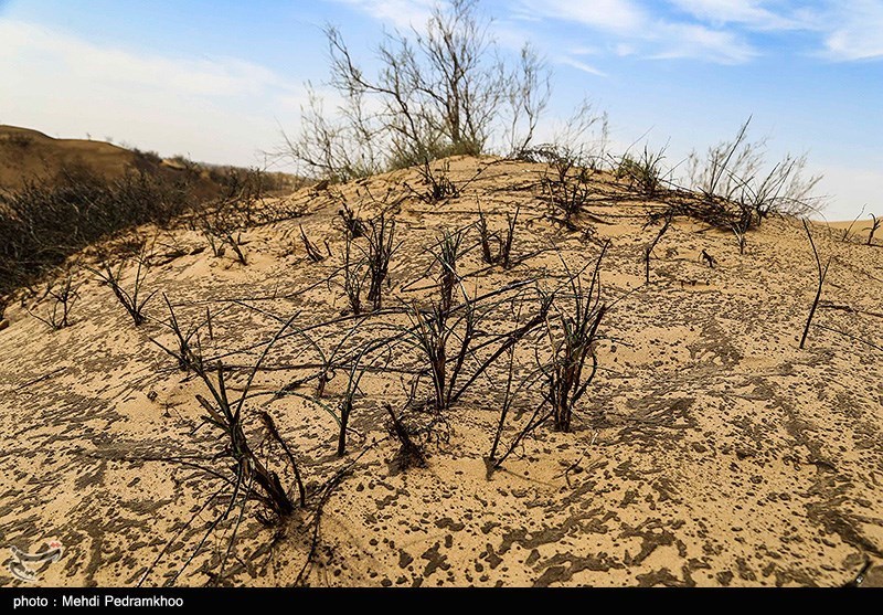 مالچ پاشی منطقه بیت کوصر - خوزستان