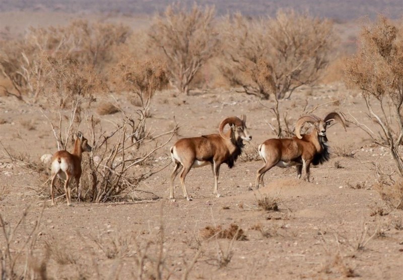 "بحران آب" بزرگترین استان کشور را تهدید می‌کند/ حیات وحش کرمان در معرض خطر