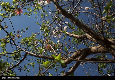 بهار زود هنگام در بهبهان