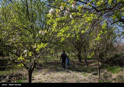 بهار زود هنگام در بهبهان