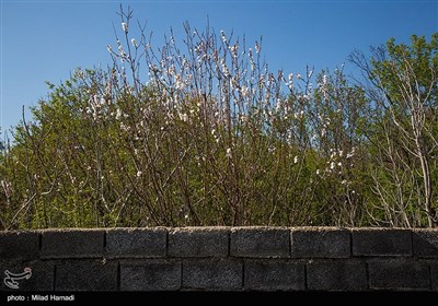 بهار زود هنگام در بهبهان