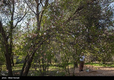 بهار زود هنگام در بهبهان