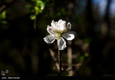 بهار زود هنگام در بهبهان