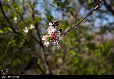 بهار زود هنگام در بهبهان