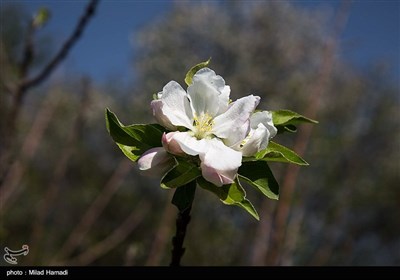 بهار زود هنگام در بهبهان