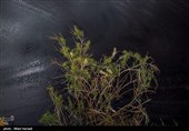 آلودگی نفتی در روستای پگین - خوزستان