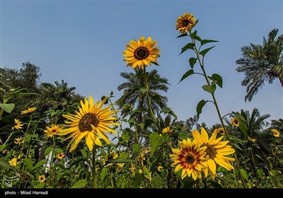 گردش گلهای آفتابگردان به سمت آفتاب