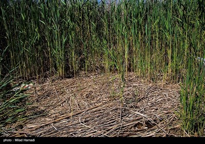 طبیعت تالاب هورالعظیم