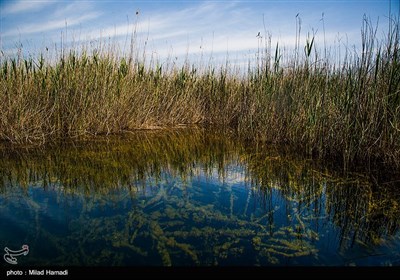 طبیعت تالاب هورالعظیم
