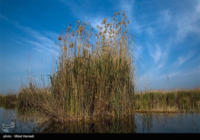 طبیعت تالاب هورالعظیم