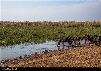 طبیعت تالاب هورالعظیم