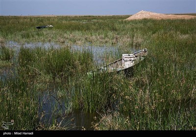 طبیعت تالاب هورالعظیم