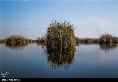 طبیعت تالاب هورالعظیم