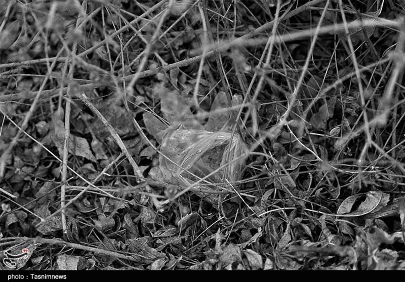 ویروس کرونا , 