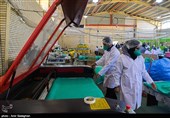 بازدید نماینده ولی فقیه  استان فارس و جمعی از مسئولین  از کارگاه های تولید محصولات بهداشتی
