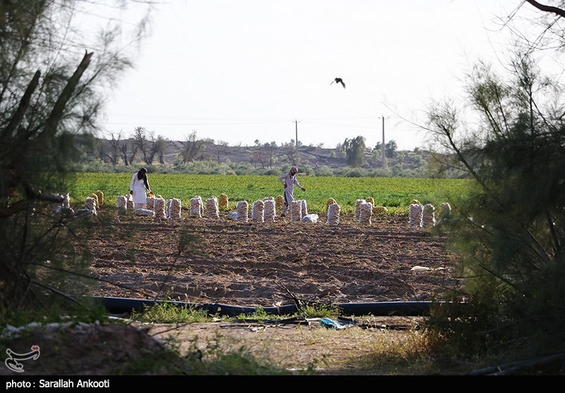 سیل زده , استان کرمان , کشاورزی , 