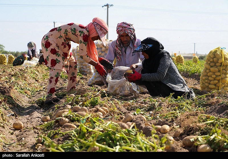 سیل زده , استان کرمان , کشاورزی , 